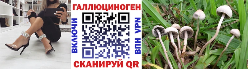 MEGA ССЫЛКА  Волхов  Галлюциногенные грибы Cubensis 